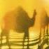 Camel Rajaz