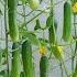 Do You Want To Know Tips For Growing High Yielding Cucumbers At Home Cucumber Growing Skills