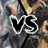 Wolf Pack Vs African Wild Dog Pack Who Would Win