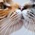 Unveiling The Mystery The Sounds Of Cat Mating Why Do Cats Scream When Mating