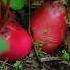 Large White Red Radish Satisfying Shorts