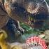 Jurassic World Toy Movie Return To Sorna CHAPTER 2 Filmmaker Dinosaur Toymovie