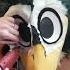 Furry Head Refurb Fursuitfriday PJP Bird Penguin