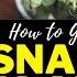 How To Get A Snake Plant To Bloom Highly Fragrant Rare