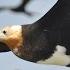 Frigatebirds Ride Air Currents Like A Roller Coaster