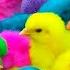 Menangkap Ayam Lucu Ayam Warna Warni Ayam Rainbow Bebek Angsa Ikan Hias Ikan Cupang Kelinci