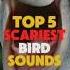 FIVE SCARIEST BIRD SOUNDS IN THE WORLD