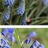 How To Plant Scilla Grape Hyacinths Glory Of The Snow Crocus And Other Minor Bulbs Northlawn