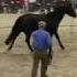 Watch Monty Roberts Put First Saddle Bridle And Rider Up In 30 Minutes On Corona