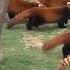 Three Red Pandas Waved Their Big Tails Together