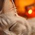 Relaxing Cat Music Anxiety Relief Music For Cats Soothe Your Cat With Our Relaxation Music No Ads