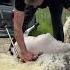 Easy Shear Sheep Sheep Shearing