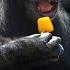 Animals Eating Ice Lollies At Rio Zoo