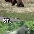 Grizzly Bear VS Silverback Gorilla Shorts Wildlife Animals