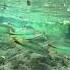 Sucuriú River Bonito Brazil Brasil Fish Bluewater Beautiful