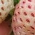 Growing And Harvesting Pineberries