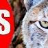 LYNXES FOR KIDS Lynx Facts For Children Kindergarten And Preschoolers Kiddopedia