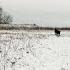 GREAT HARE HUNTING ON THE FIRST SNOW