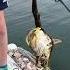 FISHING Caught A SCULPIN Aka Sea Scorpion And Bullhead In The ATLANTIC OCEAN Shorts Fishing