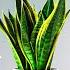 HOW TO GET A SANSEVIERIA TO GROW QUICKLY SNAKE PLANT CARE GUIDE Gardening In Canada