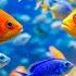 Aquarium 4K Video Ultra HD Beautiful Coral Reef Fish Relaxation Meditation Music