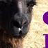 Guardian Llama For Sheep Top 7 Reasons To Choose A Llama Over A Dog