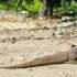 Indonesia The Most Dangerous Reptiles Snake Tracker