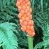 Arum Italicum Propagation By Seed