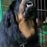 Tibetan Mastiff Powerfull Dog Shorts Tranding Dogs Like Amazing Tibetanmastiff