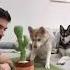 FUNNY MINI HUSKIES React To Viral Dancing Cactus