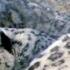 LIVE Capturing The Rare Snow Leopard On Camera BBC Earth