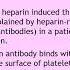 Lecture 113 Purpura And Microvascular Occlusion Part II Rook S Chapter 101