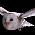 Experiment How Does An Owl Fly So Silently Super Powered Owls BBC