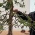 How To Make A Bonsai From Squamata Juniper