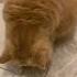 Exotic Shorthair Cat Plays And Sniffs Shorts