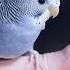 Relax My Budgie Relaxing Music For Budgies