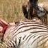 Mother Zebra Loses Her Calf And Herself Against Hyenas