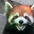 How Does A Red Panda Bark Or Make Noise