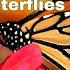 Butterflies In Chinese 神奇的蝴蝶 Animal Vocabulary Learn Chinese For Kids Toddlers Preschoolers