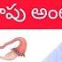 Bulky Uterus In Telugu గర భస చ వ ప గర భ శయ వ ప త ల గ ల Healthtips