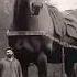 World Biggest Horse