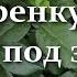 Вот как нужно черенковать розы осенью Вам захочется повторить и в ноябре и под зиму