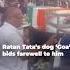 Watch Ratan Tata S Dog Goa Bids Farewell To Him Ratantata Ratantatabiography Tatagroup