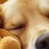 12 Hours Of Deep Sleep Dog Calming Music Music Helps Reduce Separation Anxiety In Dogs At Home 21