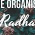 The Organism Radha Original Mix