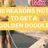 10 Reasons NOT To Get A Golden Doodle Goldendoodle Dogdad Petfluencer