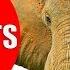 ELEPHANT Facts For Kids Information About Elephants For Children Elephant Sounds Kiddopedia