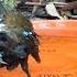 Elusive Eastern Whipbird Takes A Bath