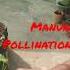 Manual Pollination In Muskmelon Flowers Shortsfeed Viral Shortsyoutube Pollination