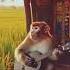 Monkey Playing Guitar Monkey Playing Guitar Butterflysong Cowvoice Monkeyvideo